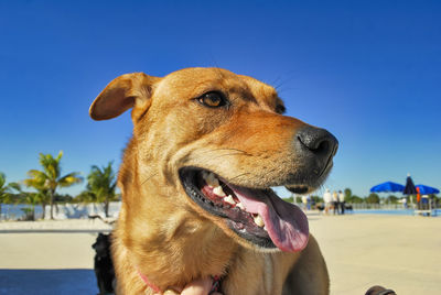 Close-up of a dog looking away