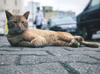 Cat sleeping on street