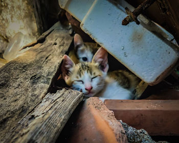 High angle view of a cat