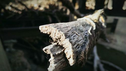 Close-up of log on wood