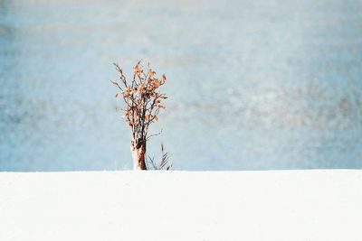 Close-up of bare tree against clear sky