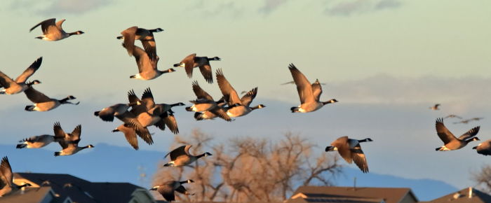 Flock of birds flying against sky