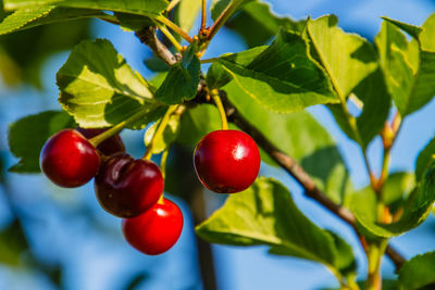 Close-up of cherry tomatoes growing on tree
