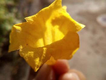 Close-up of yellow flower