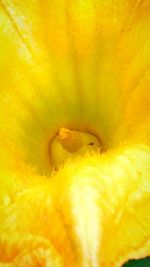 Macro shot of insect on yellow flower