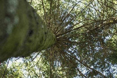 Low angle view of tree in forest