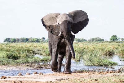 Wet elephant walking by pond against clear sky
