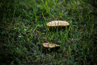 Close-up mushroom in grass