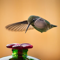 Close-up of bird flying over toy against orange background