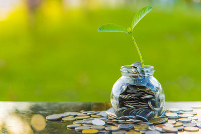 Close-up of plant in coin filled jar on table