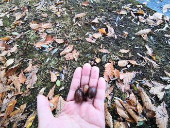 High angle view of person hand falling autumn leaves