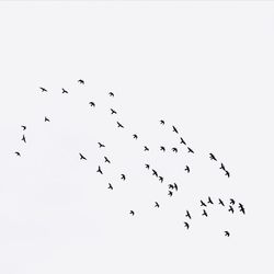 Low angle view of birds in flight