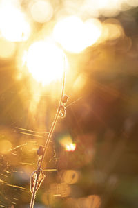 Close-up of spider web against bright sun