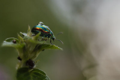 Close-up of insect on plant