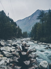 Surface level of pine trees on mountain