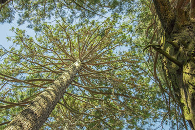 Low angle view of trees against sky