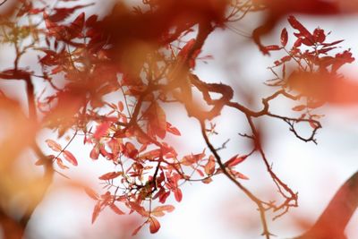 Close-up of tree during autumn