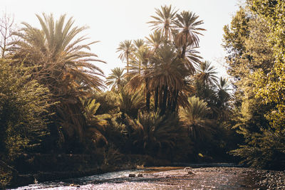 Palm trees on field against clear sky