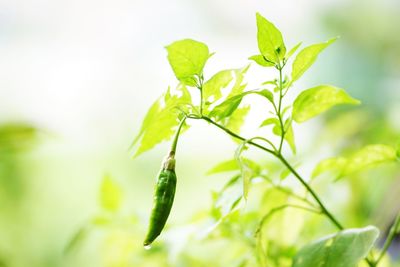 Close-up of green chili peppers plant