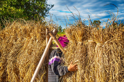 Farmer with harvested rice paddy on bamboo structure