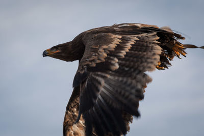 Low angle view of eagle against sky