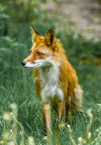 Fox in grass