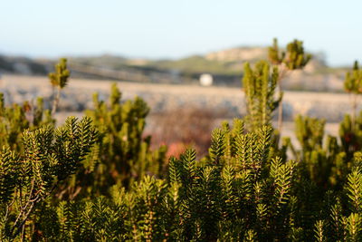 Close-up of plants growing on field against sky