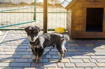 Beautiful black pooch dog near the booth on a sunny day. house for an animal. selective focus