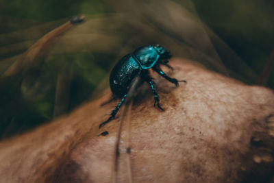 Close-up of insect on hand