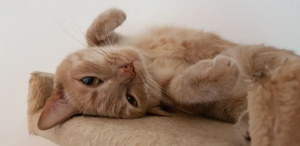 Close-up of lion relaxing at home