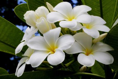 Close-up of white flowers blooming outdoors