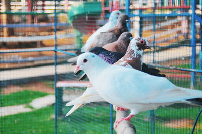 Close-up of birds perching in cage