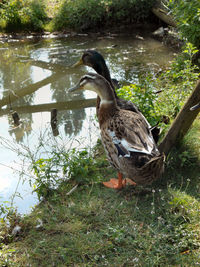 Close up of animal in pond