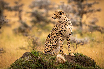 Cheetah sitting on rock in zoo