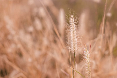 Grass flower ,close up soft focus a little wild flowers grass in sunrise and sunset 