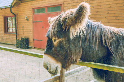 Close-up of a horse