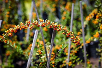 Close-up of purple flowering plants on field