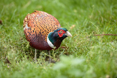 Close-up of bird on field