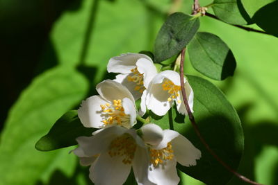 Close-up of white flowering plant