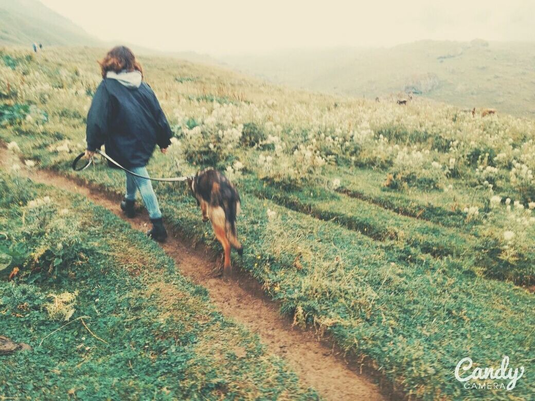 domestic animals, mammal, animal themes, pets, one animal, dog, lifestyles, grass, field, leisure activity, full length, casual clothing, standing, landscape, men, mountain, walking, nature