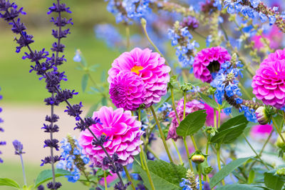 Close-up of pink flowers