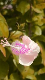 Close-up of pink flower
