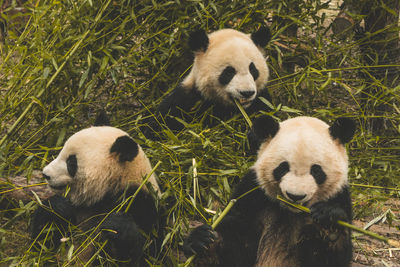 Pandas eating bamboos