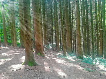 View of trees in forest