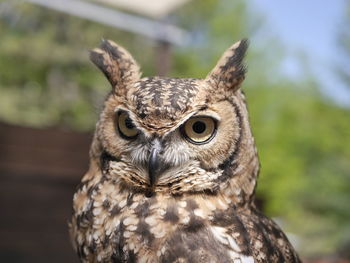 Close-up portrait of owl