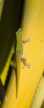 Close-up of lizard