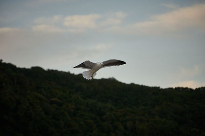 Low angle view of bird flying in sky