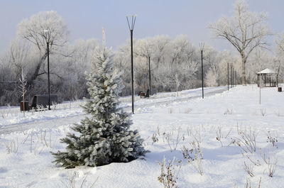 Trees on snow covered field against sky