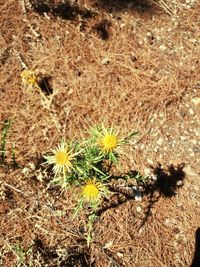 High angle view of flowering plants on land