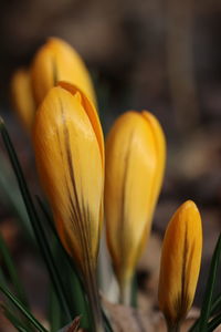 Close-up of yellow flowering plant